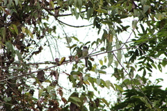 Ramphotrigon flammulatum