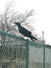 Corvus macrorhynchos