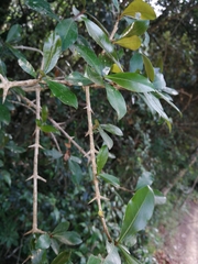 Hyperacanthus amoenus