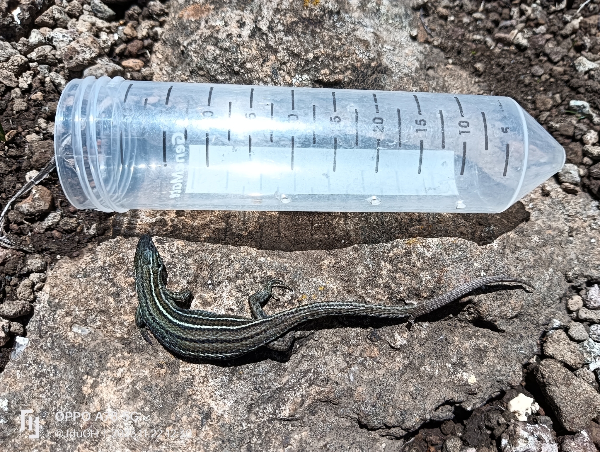 Species image