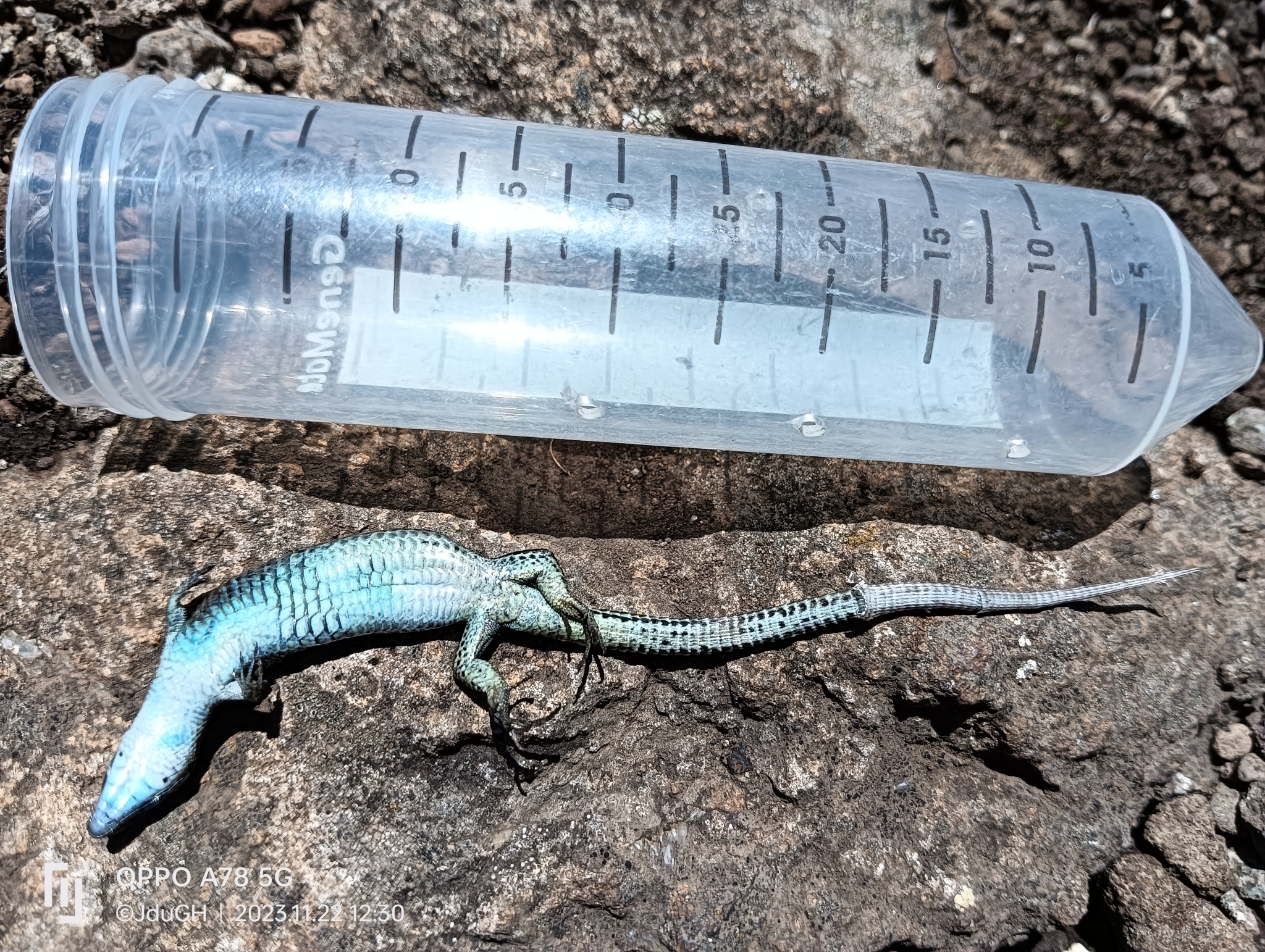 Species image