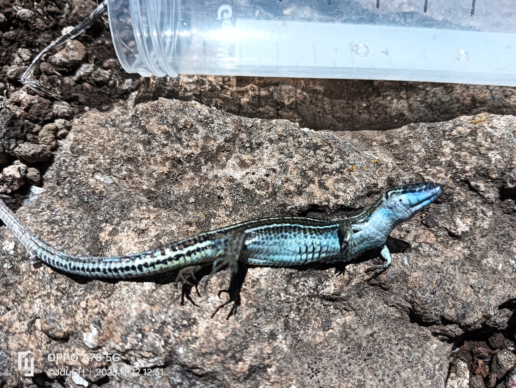 Species image