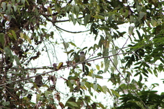 Ramphotrigon flammulatum