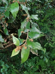 Trichocladus ellipticus