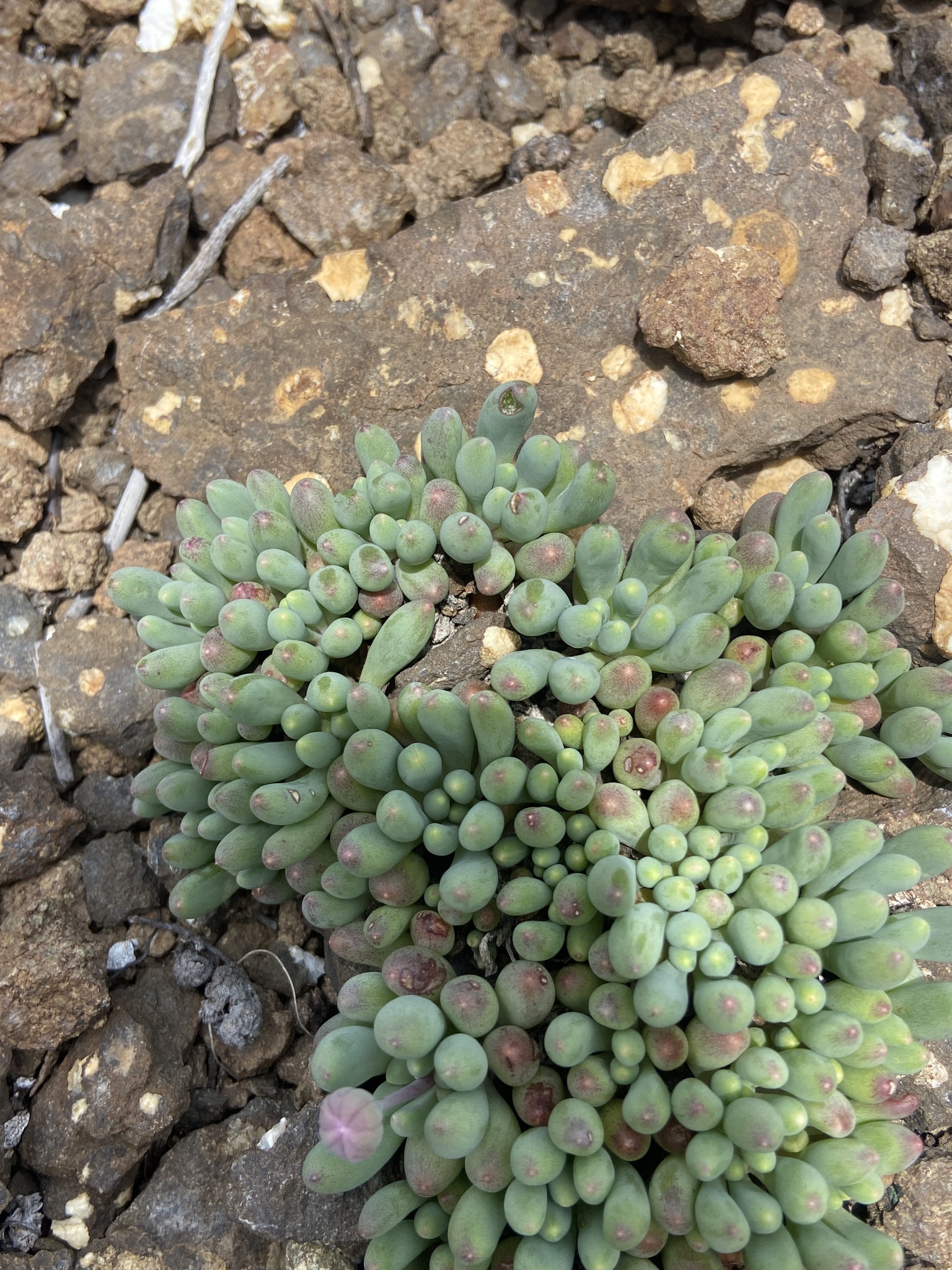 Crassothonna patula