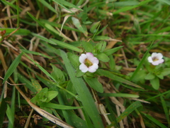 Gratiola sexdentata