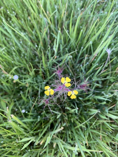 iNaturalist observation photo of butter-and-eggs