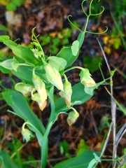 Lathyrus ochrus