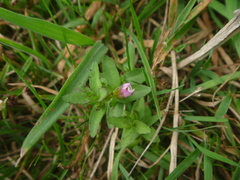 Gratiola sexdentata