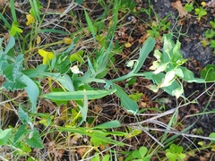 Lathyrus ochrus