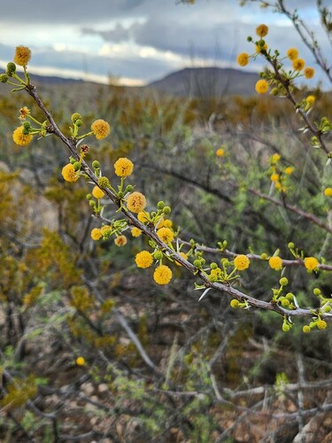 Viscid Acacia