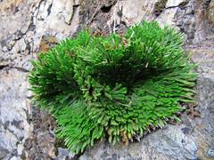 Selaginella tamariscina