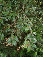 Trichocladus ellipticus