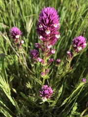 Castilleja densiflora gracilis