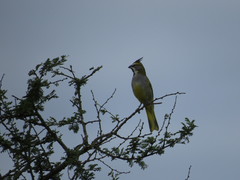 Gubernatrix cristata