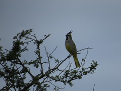 Gubernatrix cristata