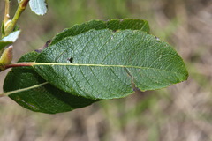 Salix gmelinii
