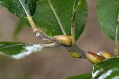 Salix gmelinii