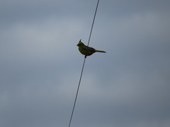 Gubernatrix cristata