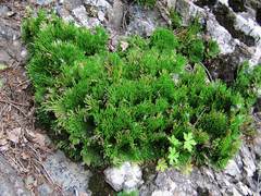 Selaginella tamariscina