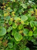 Azores Ivy - Photo (c) Charcos Companhia, some rights reserved (CC BY-NC), uploaded by Charcos Companhia
