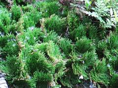 Selaginella tamariscina