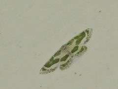 Pseudeuchlora kafebera