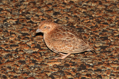 Turnix velox