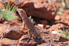Ctenophorus caudicinctus