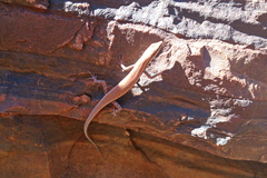 Cryptoblepharus ustulatus