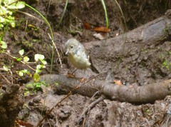 Petroica macrocephala