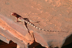 Ctenophorus caudicinctus