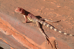 Ctenophorus caudicinctus