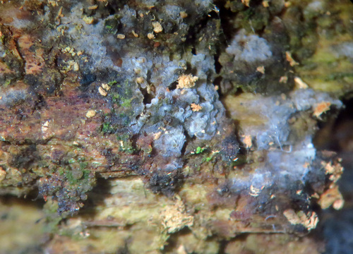 Basidiodendron caesiocinereum
