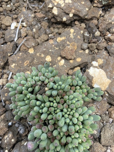 Crassothonna patula, photograph 3