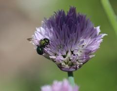 Melanosmia