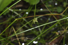 Isolepis inundata