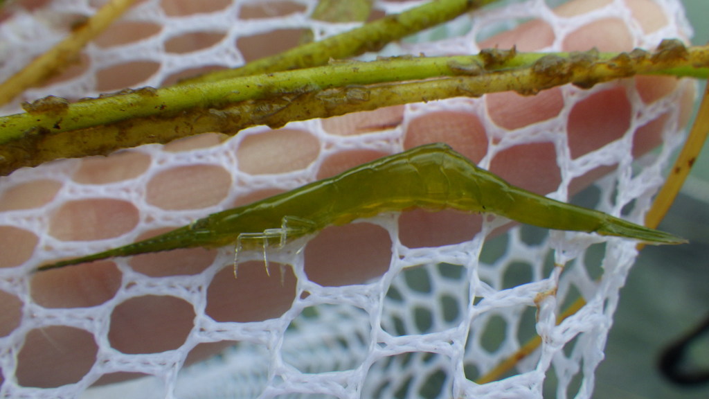 Arrow Shrimp