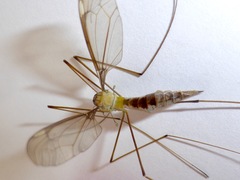 Leptotarsus albistigma