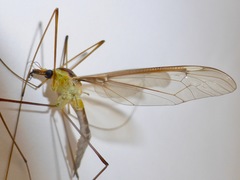 Leptotarsus albistigma