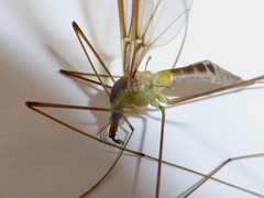 Leptotarsus albistigma