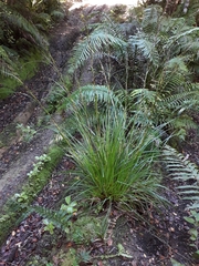 Gahnia pauciflora
