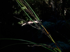 Gahnia pauciflora