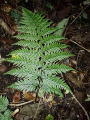 Leptolepia novae-zelandiae