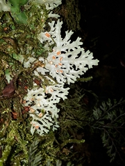Pseudocyphellaria homoeophylla