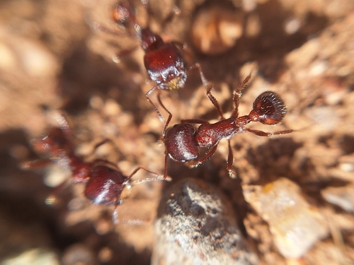 Rough Harvester Ant photo 6