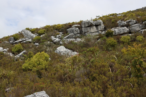 Image of Helichrysum pandurifolium by (c) Tony Rebelo, some rights reserved (CC BY-SA)