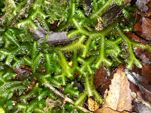 Bazzania novae-zelandiae