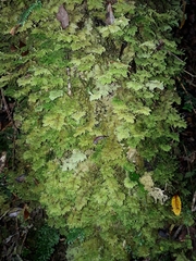 Trichocolea mollissima