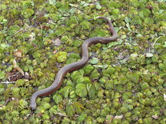 Helicops leopardinus